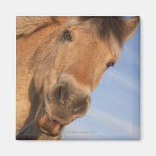 Íman Northumberland, Inglaterra 2