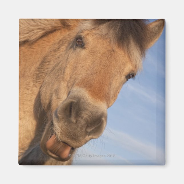 Íman Northumberland, Inglaterra 2 (Frente)