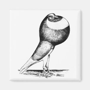 Íman Norwich Cropper 1980