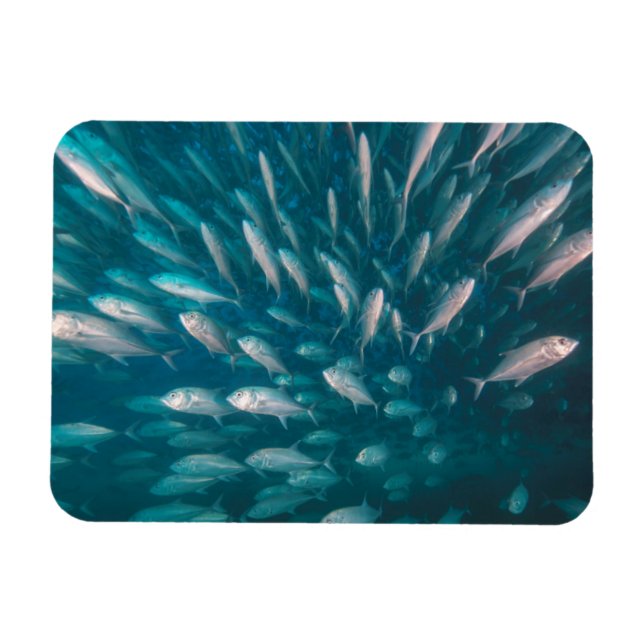 Íman Nos Jacks (Horizontal)