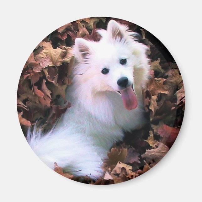 Íman Nossa Mulher De Cachorro Eu Fotografei! (Frente)