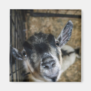 Íman Nosy Goat Olhando