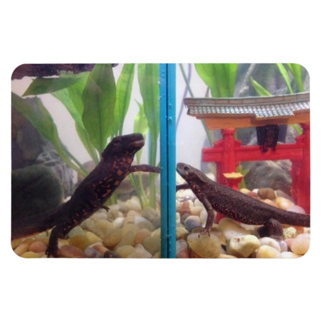 Íman Notícias a Alcançar o Magnet (Horizontal)