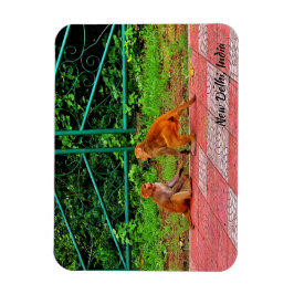 Íman Nova Deli, Índia