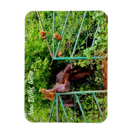 Íman Nova Deli, Índia