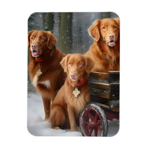 Íman Nova Scotia Duck Toller Retriever Trenó Nevado