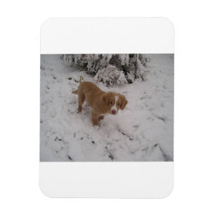Íman Nova_Scotia_Duck-Tolling_Retriever pup na neve
