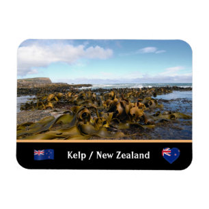 Íman Nova Zelândia, costa de Kelp - Baía de Curio /Th