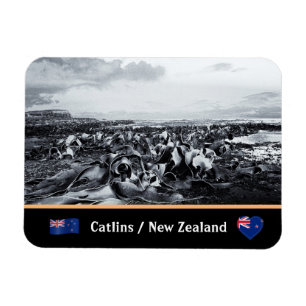 Íman Nova Zelândia, costa de Kelp - Baía de Curio /Th