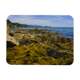 Íman Nova Zelândia, Southland, Ilha Stewart. Kelp