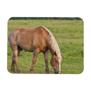 Íman Novo Brunswick, Canadá. Cavalo no campo.