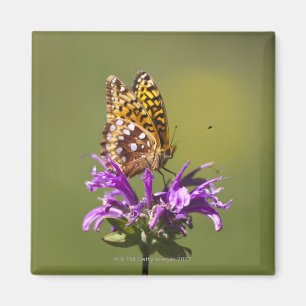 Íman novo méxico, estados unidos da américa