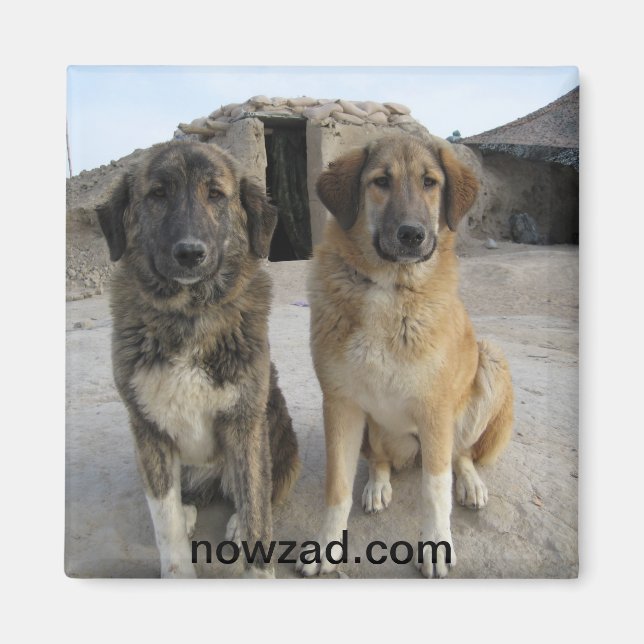 Íman Nowzad Dogs Magnet (Frente)