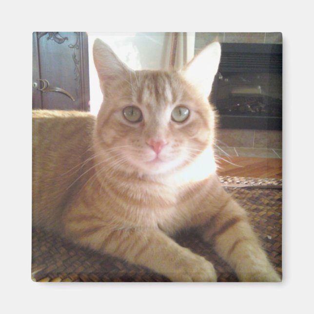 Íman Nubby o gato (Frente)