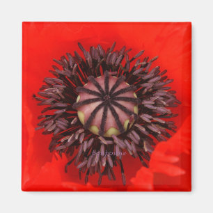 Íman núcleo velvet