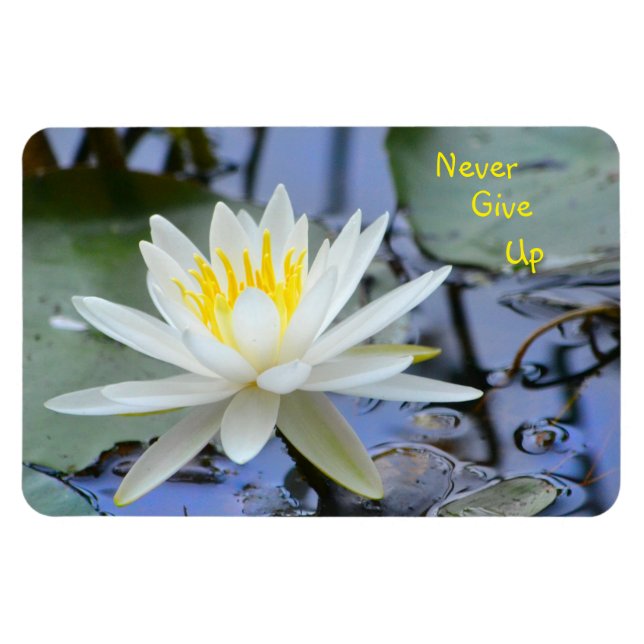 Íman Nunca Desista De Água Lily (Horizontal)