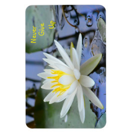 Íman Nunca Desista De Água Lily