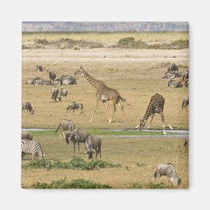 Íman Ñus, Zebras e Girafas
