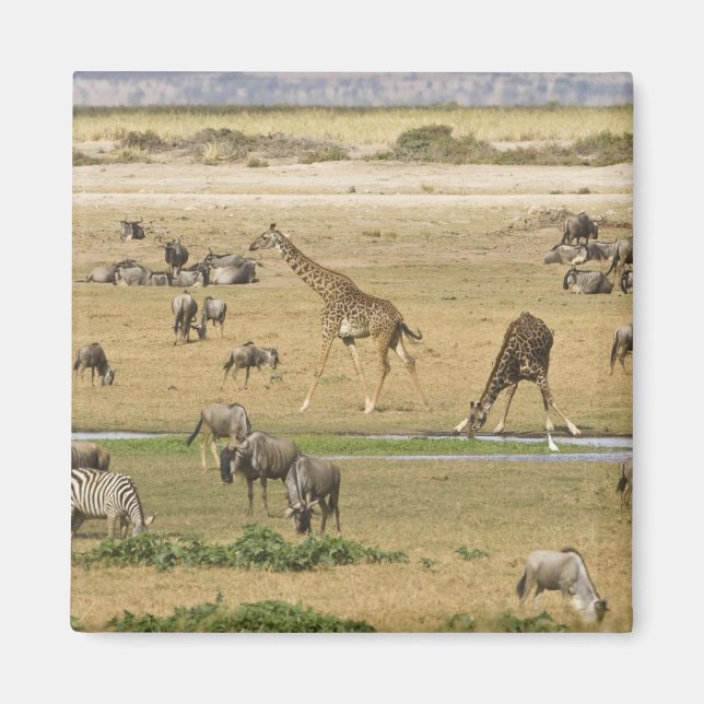 Íman Ñus, Zebras e Girafas (Frente)