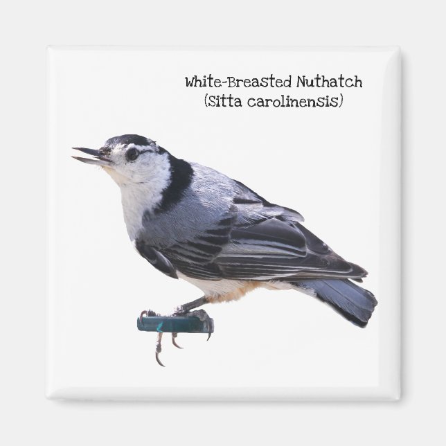 Íman Nuthatch de Brecha Branca (Frente)
