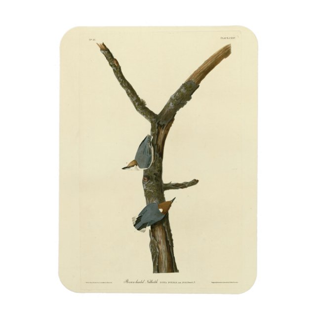 Íman Nuthatch de cabeça castanha - Aves da América de A (Vertical)