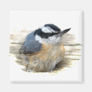 Íman Nuthatch de peito vermelho