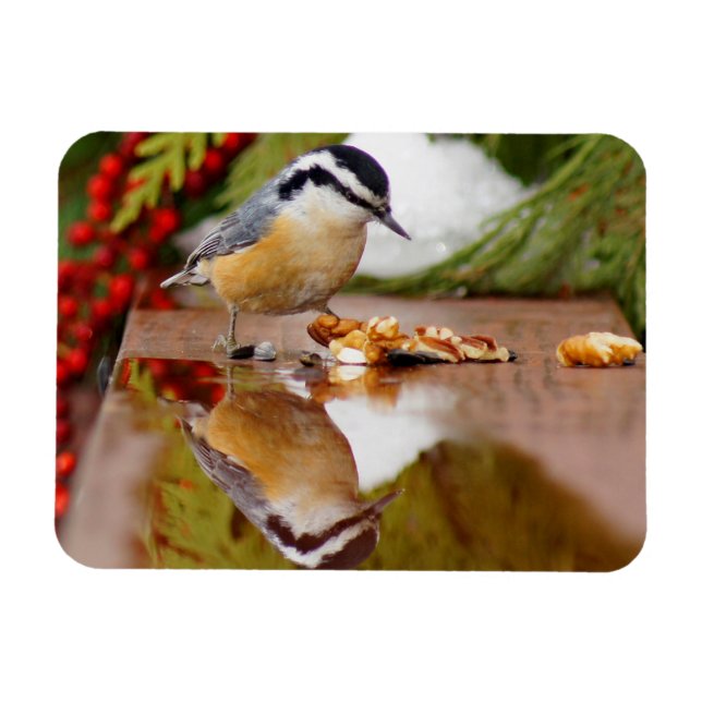 Íman Nuthatch de peito vermelho (Horizontal)