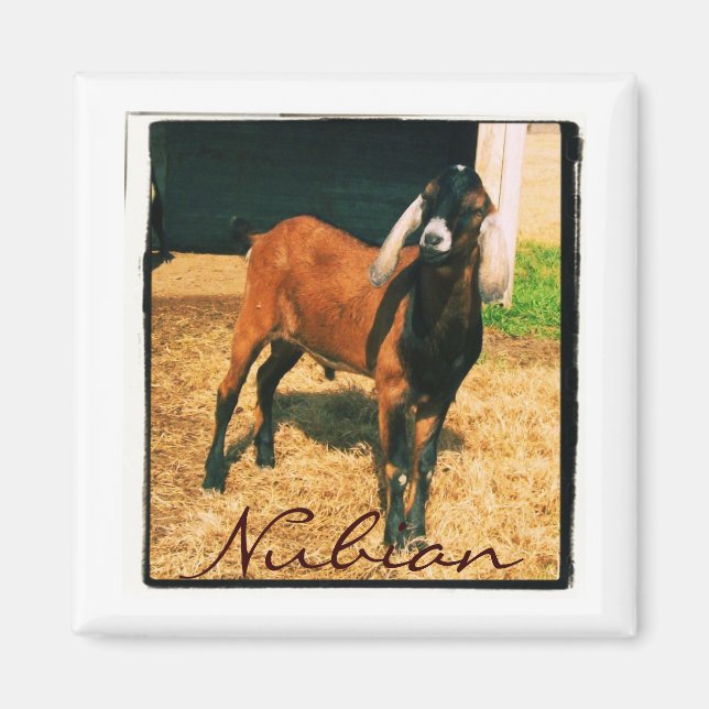 Íman Núvio - Quadrado (Frente)