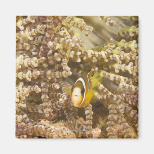 Íman o Anemonefish de Clark juvenil (Amphiprion)