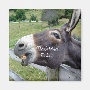 Íman O animal de fazenda engraçado da mula do asno do