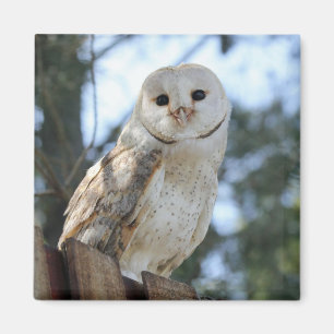 Íman O animal do pássaro da coruja empluma-se o destin