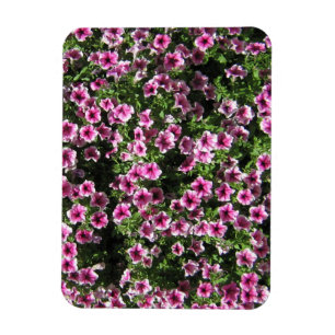 Íman O arbusto cor-de-rosa floresce o cobrir do jardim