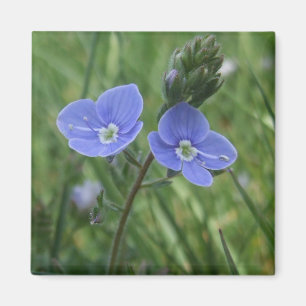 Íman O azul floresce o ímã