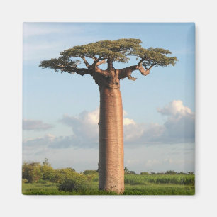 Íman O Baobab Madagascar de Grandidier