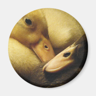 Íman O bebê Ancona Ducks animais dos patinhos