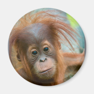 Íman O bebê bonito Orangutan está hetero à frente