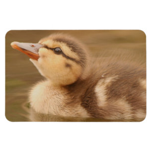Íman O bebê Ducks o pato selvagem dos animais dos