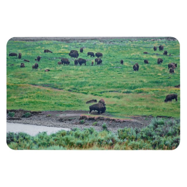 Íman O Bison Americano (Horizontal)