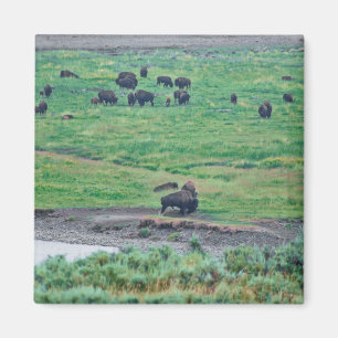 Íman O Bison Americano