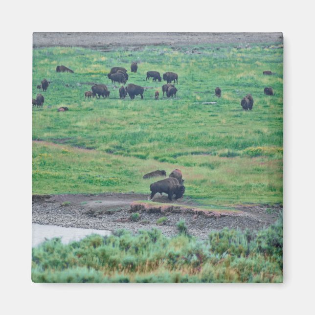 Íman O Bison Americano (Frente)