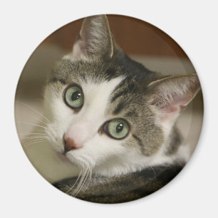 Íman O Botão de Tigre Mais Pequeno