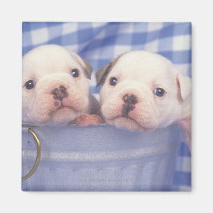 Íman O buldogue, chamado frequentemente o buldogue