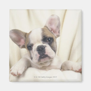 Íman O buldogue, chamado frequentemente o buldogue