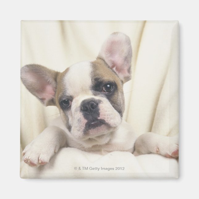 Íman O Bulldog, muitas vezes chamado Bulldog Inglês, 2 (Frente)