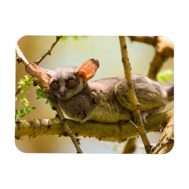 Íman O Bushbaby do Senegal (Galago Senegal) (Horizontal)