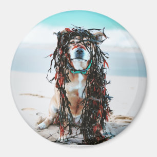 Íman O cachorro com algas no cabelo. Staffy na praia
