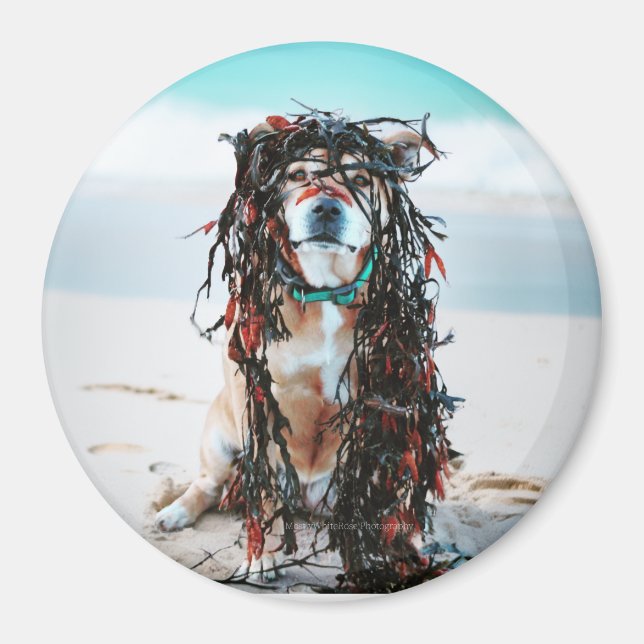 Íman O cachorro com algas no cabelo. Staffy na praia (Frente)