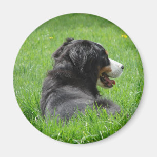 Íman O cão de montanha de Bernese aprecia The Sun
