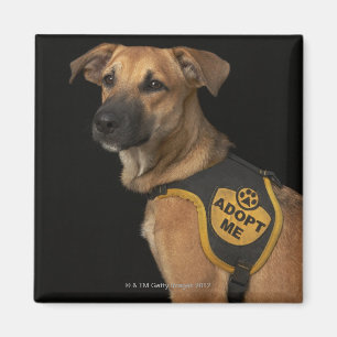Íman O cão do salvamento de Brown com adota-me veste