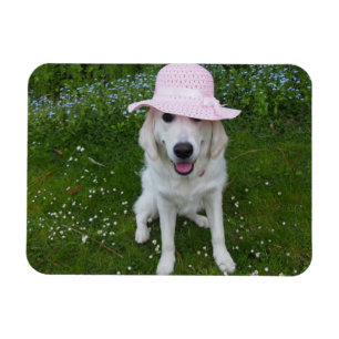 Íman o cão o mais doce no mundo
